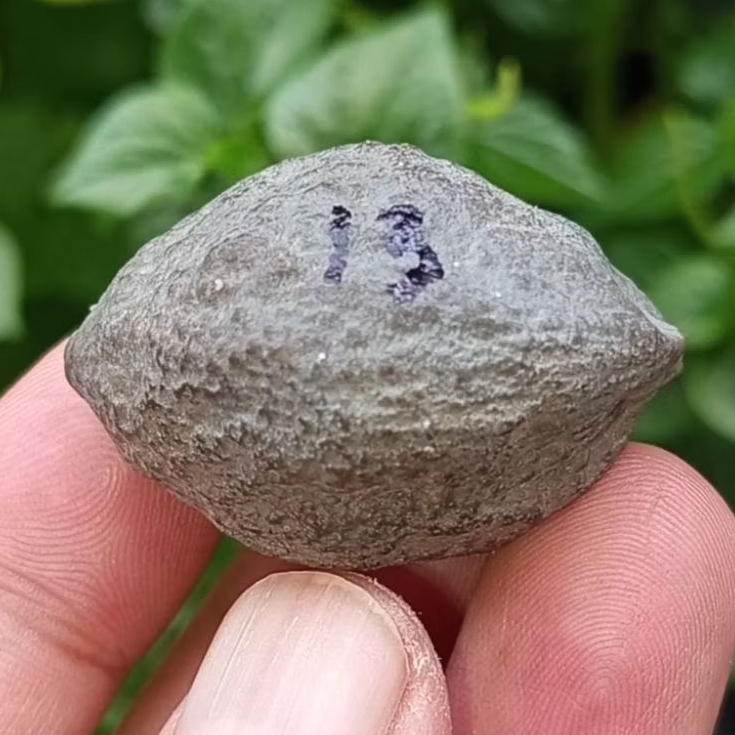 Muncang adu pait jr kode 19.