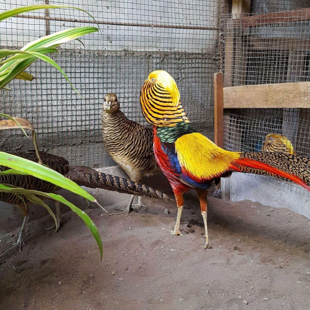 Golden Pheasant Sepasang Pilihan Siap Breeding Ayam Hias