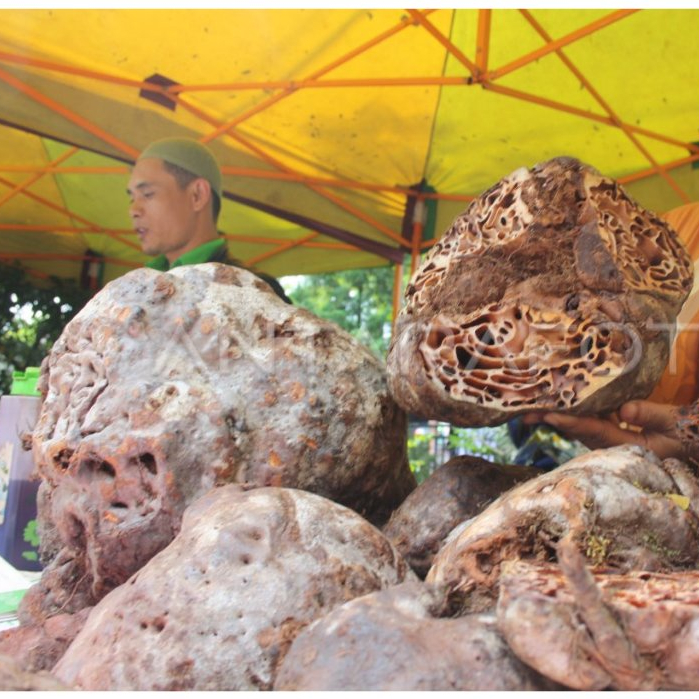 Promo sarang semut asli papua / sarang semut herbal asli papua 1 KG (mentah)