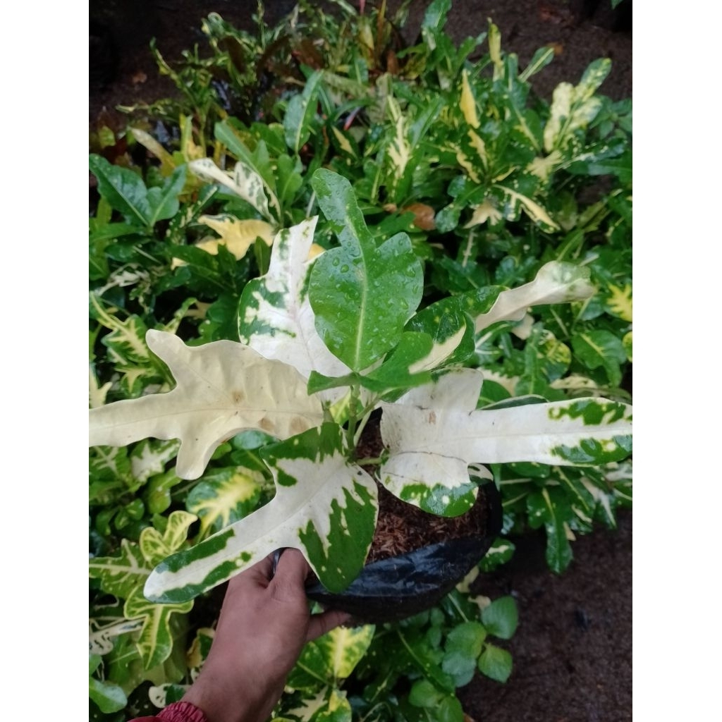 Tanaman Hias Puring Mini Berbagai Jenis dengan Daun unik - Jenis jenis tanaman Hias Puring Mini Berd