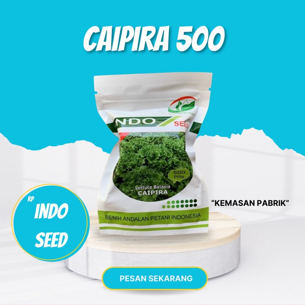 Benih Selada Batavia Caipira Kemasan 500 Pils Asli Original Pabrik / Benih Selada Caipira indo seed