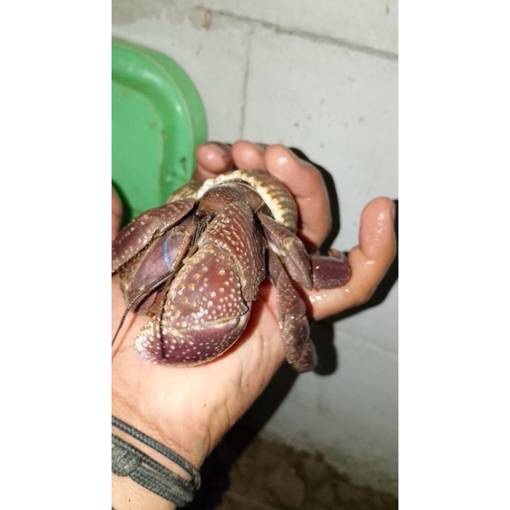 kelomang hiasan meja kelomang hidup kelomang brevimanus jumbo ukuran 12cm