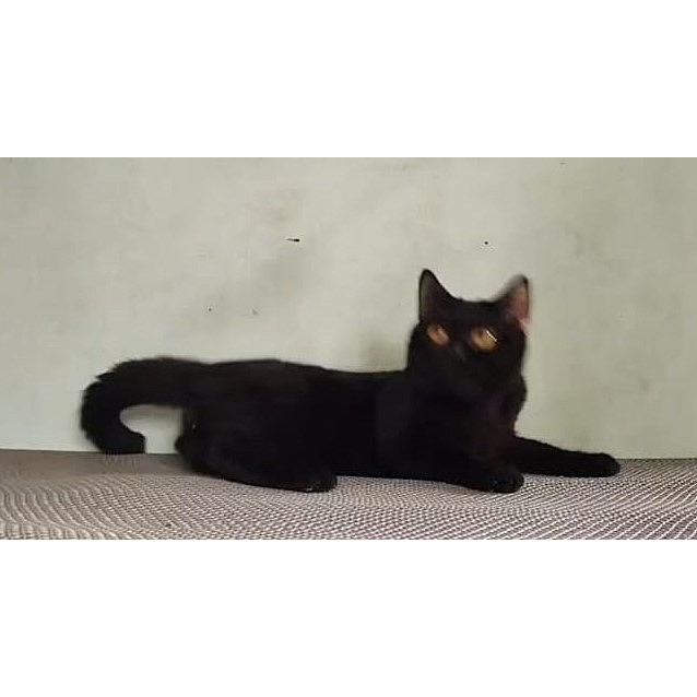 Kucing British Shorthair Jantan NP