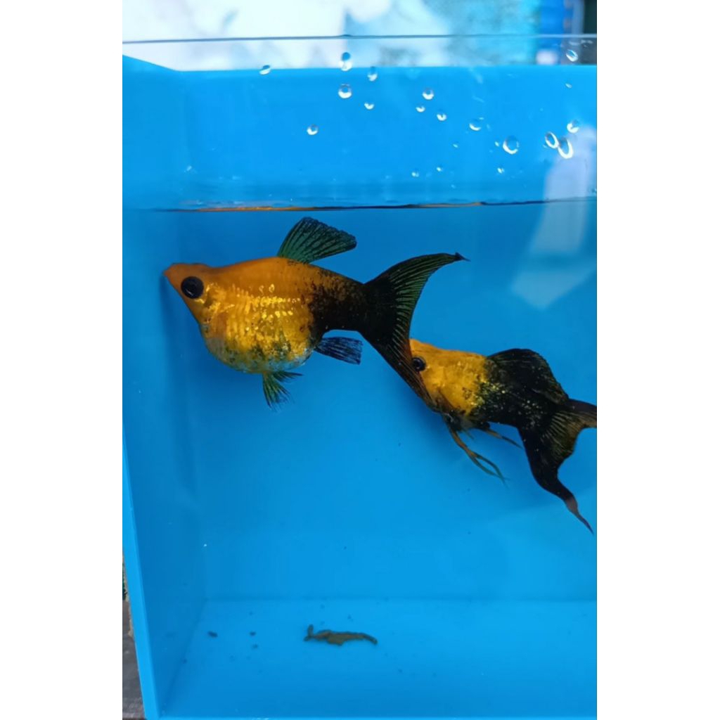 MOLLY GOLDEN BLACK BALON SIAP KAWIN