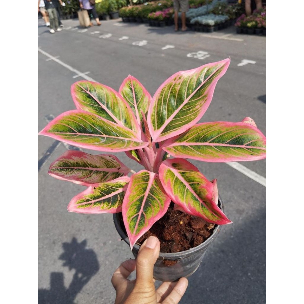 baby aglonema lotus yang cantik