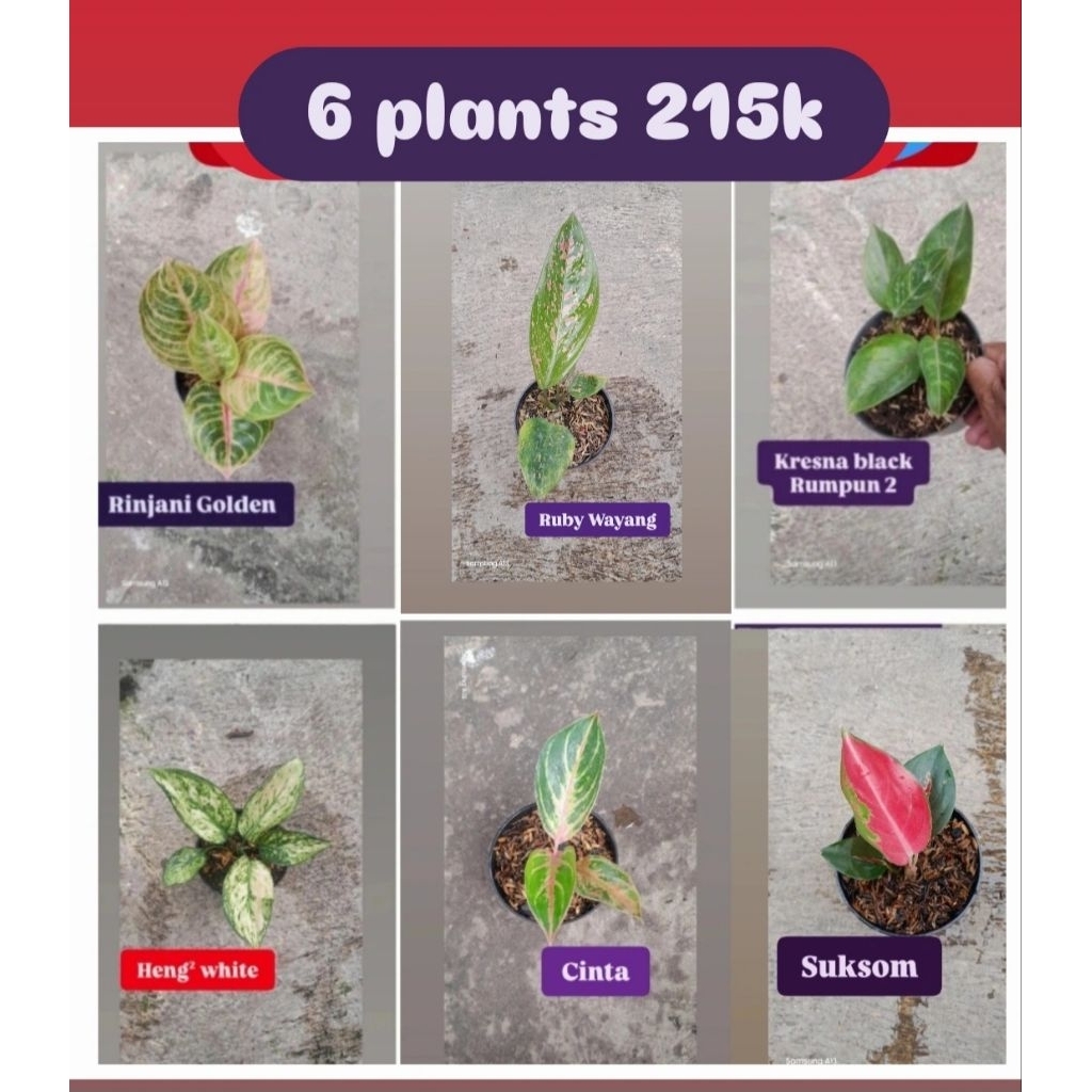 Paket 6 Aglonema 215K = Rinjani golden, Ruby wayang, Kresna black Rumpun 2, Heng² White, Cinta, Suks