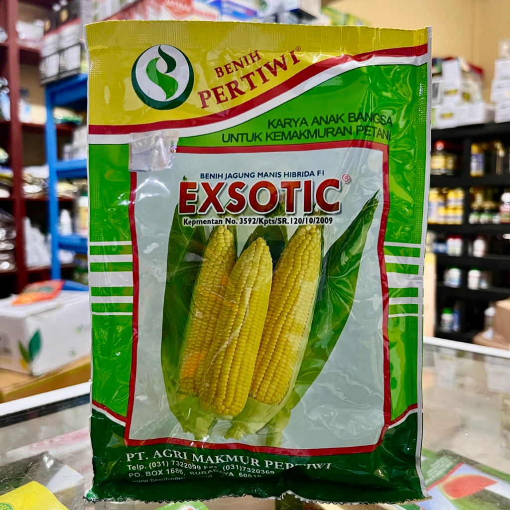 Benih Jagung Manis Eksotis Pertiwi Asli | Bibit Jagung Manis Unggul Manis & Produktif