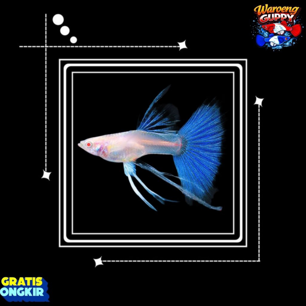 Guppy SKY BLUE RIBBON