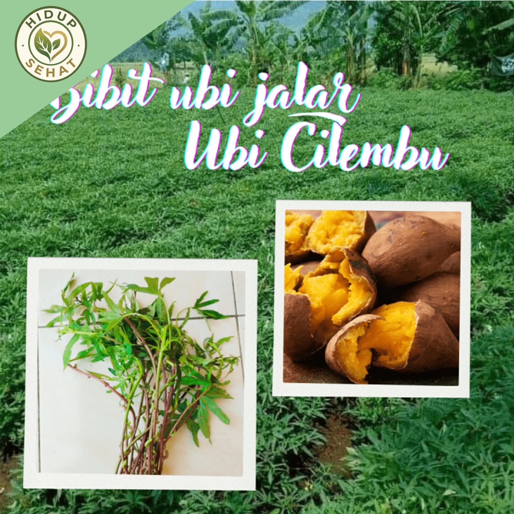 paket 15 Bibit Ubi Cilembu / Bibit Stek Ubi Cilembu