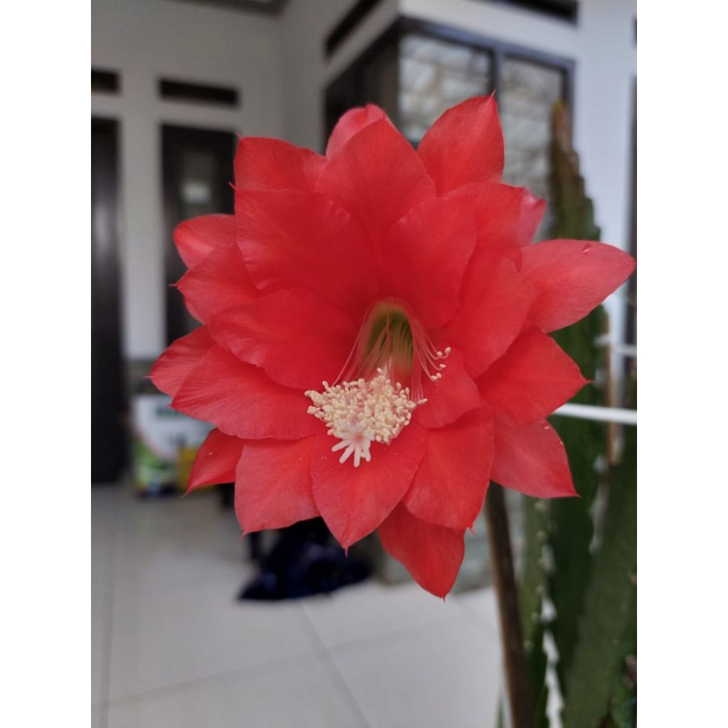 tanaman hias bunga epiphyllum/wijayakusuma ackermani (merah)