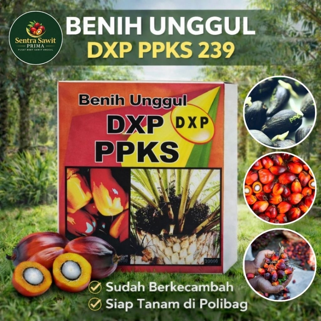 Bibit Kecambah Sawit Marihat Dumpy PPKS 239 Original Bersertifikat – Benih Polong Unggul Premium