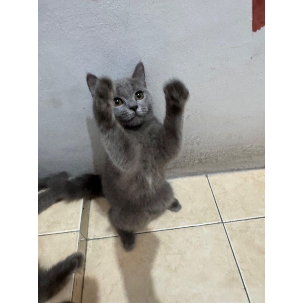 Kucing british short hair blue solid