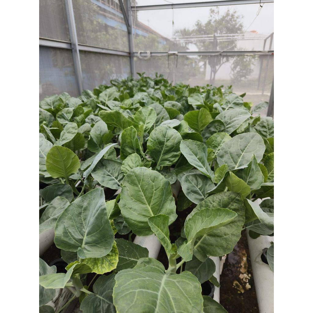Sayur Kailan 250gr Hidroponik