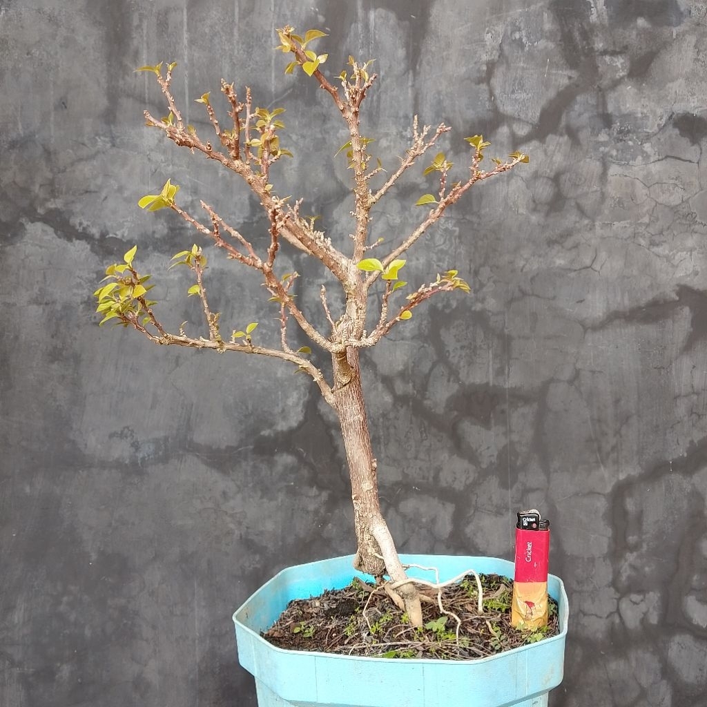 Tanaman hias bougenville singapur bunga kuning