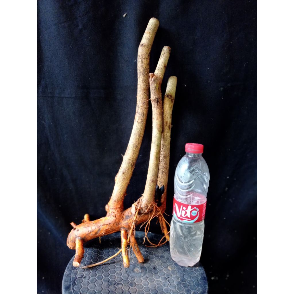 Bahan bonsai sisir kaliage