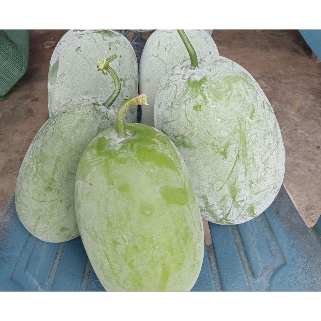 buah kundur/beligo ukuran 2 kg