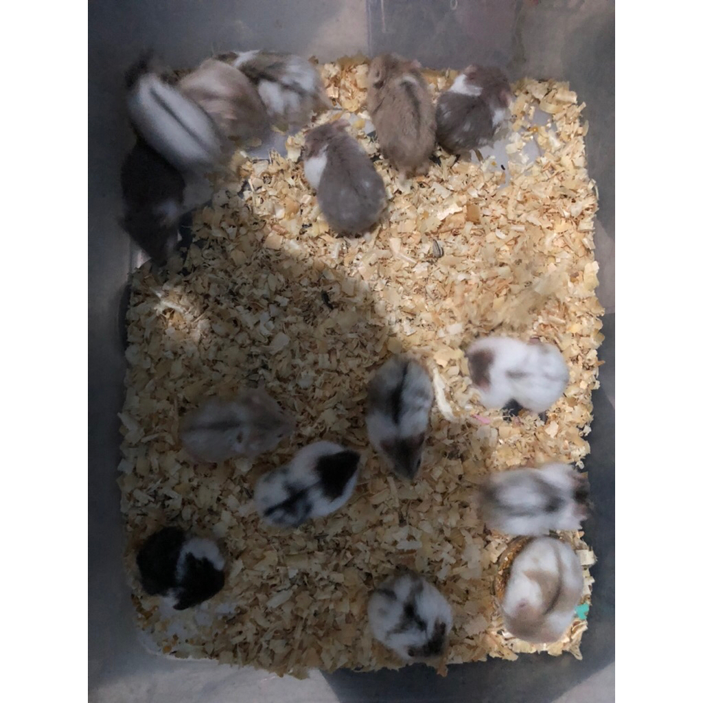 Hamster campbel Panda