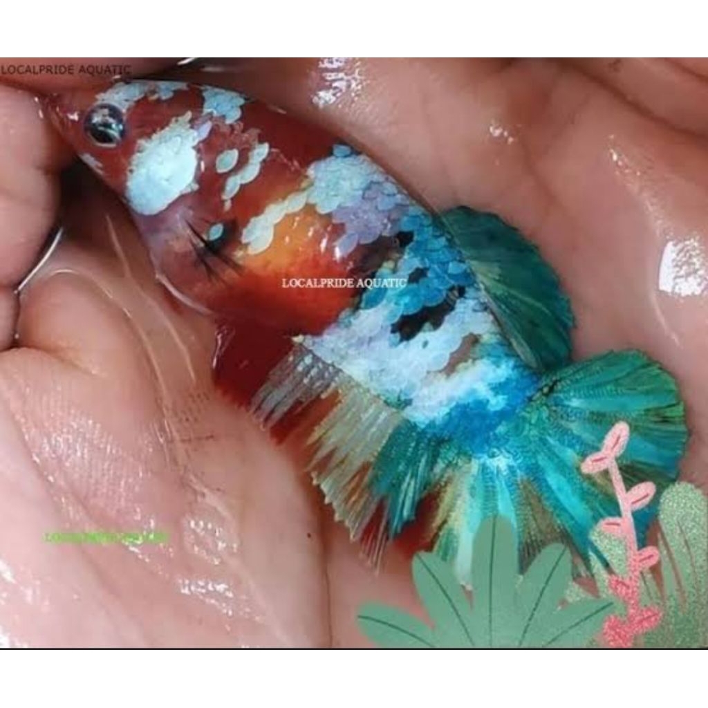 hiasan dinding cupang multicalor sepasang siap dibudidayakan