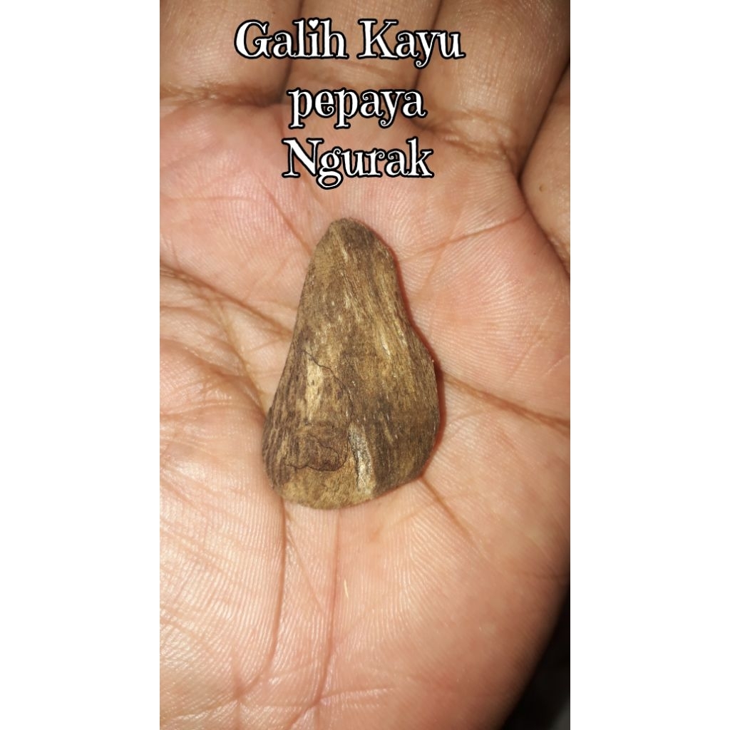 Galih Kayu Kates/Pepaya Mati Ngurak