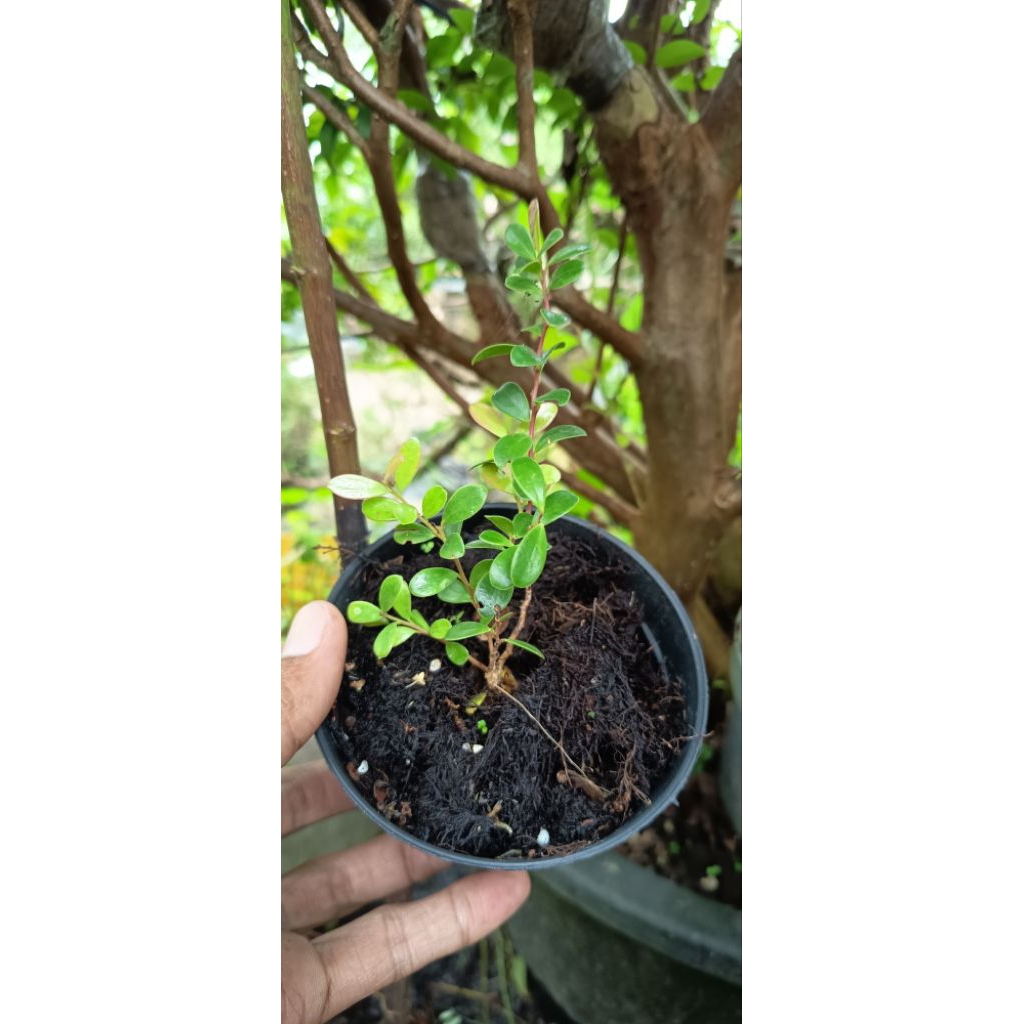 pohon santigi gunung