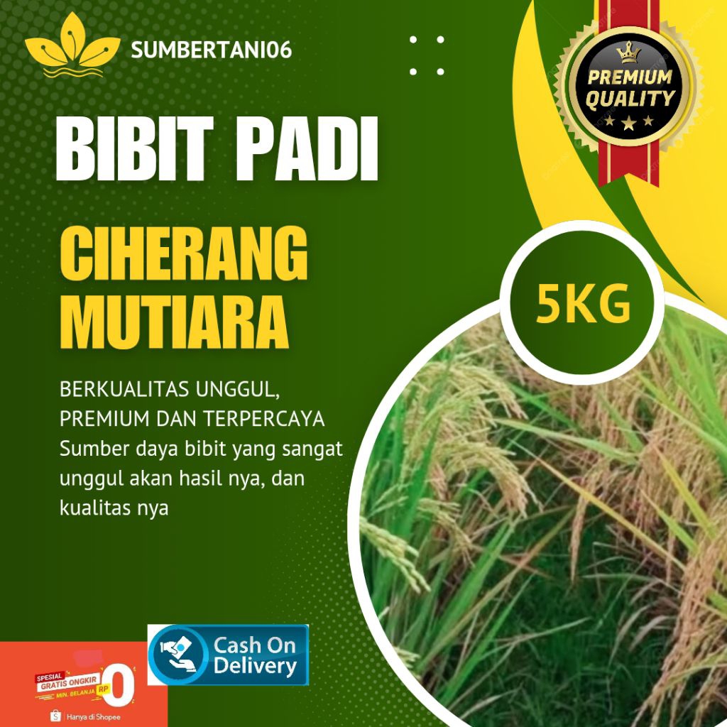 BIBIT PADI CIHERANG MUTIARA KEMASAN 5KG BERKUALITAS UNGGUL DAN TERPERCAYA