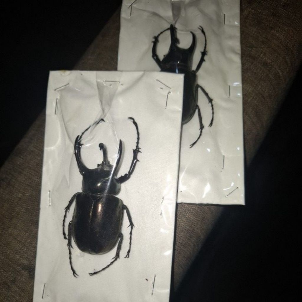 kumbang kelapa/tanduk asli kering, chalcosoma atlas, dry beetle specimens