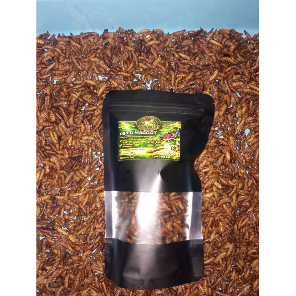 Maggot Kering BSF Premium