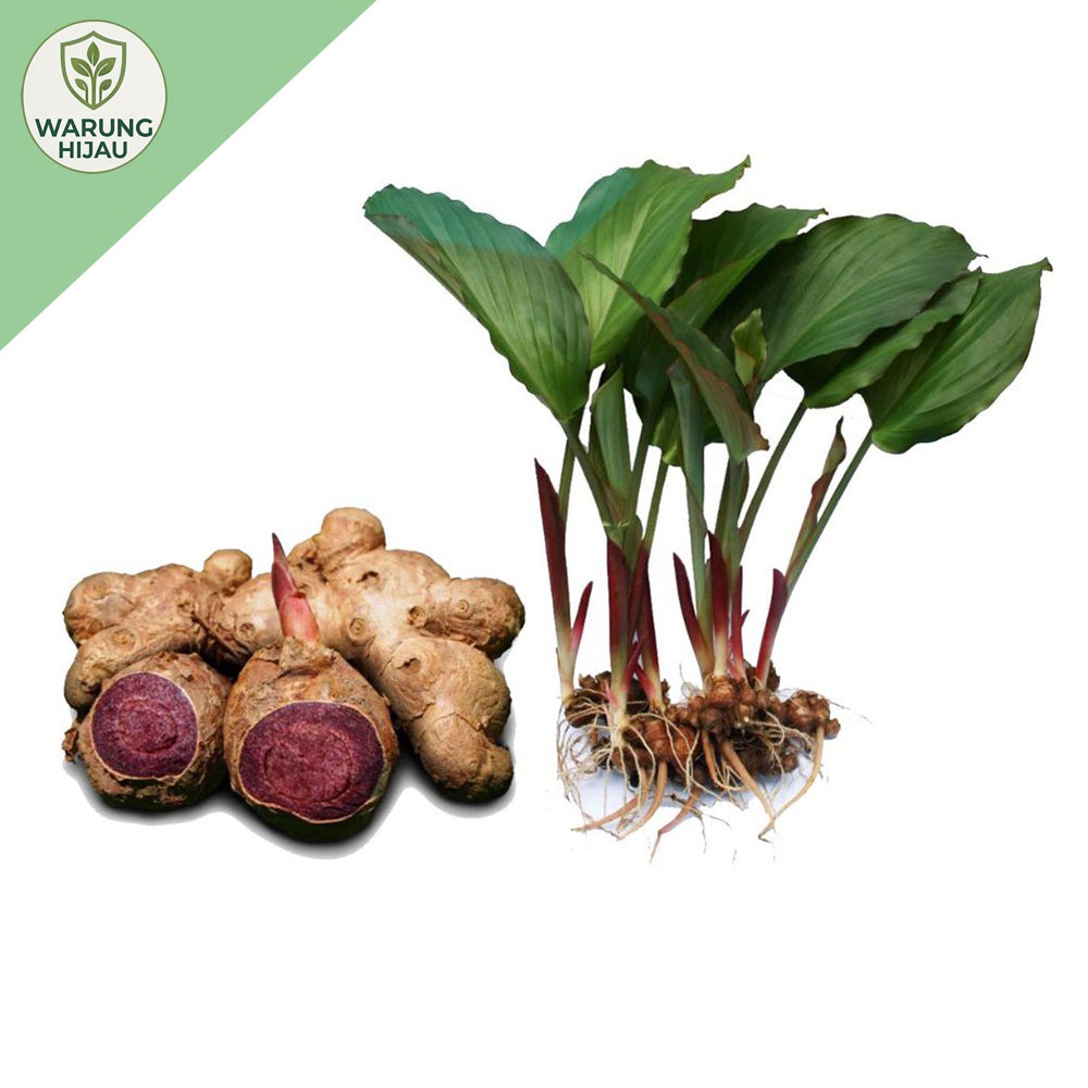 Bibit Kunyit Hitam Asli Dari India Polibeg