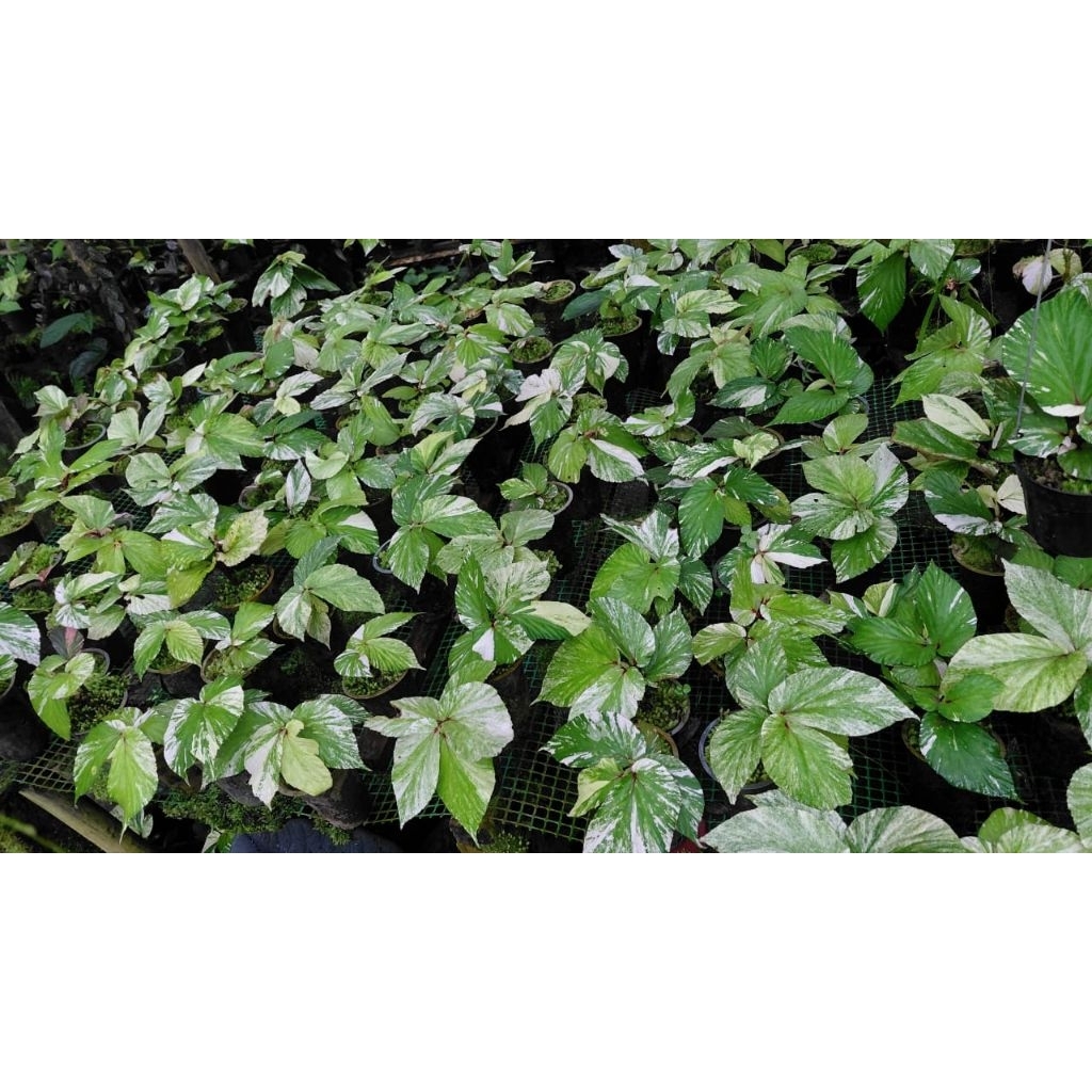 Begonia Varigata dan Begonia Pink