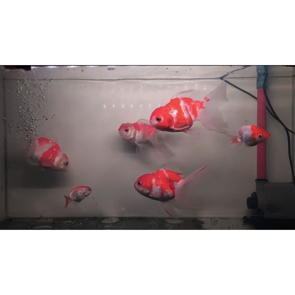 Koki Oranda Longtail & Rancu Rw(KHUSUS INSTAN)