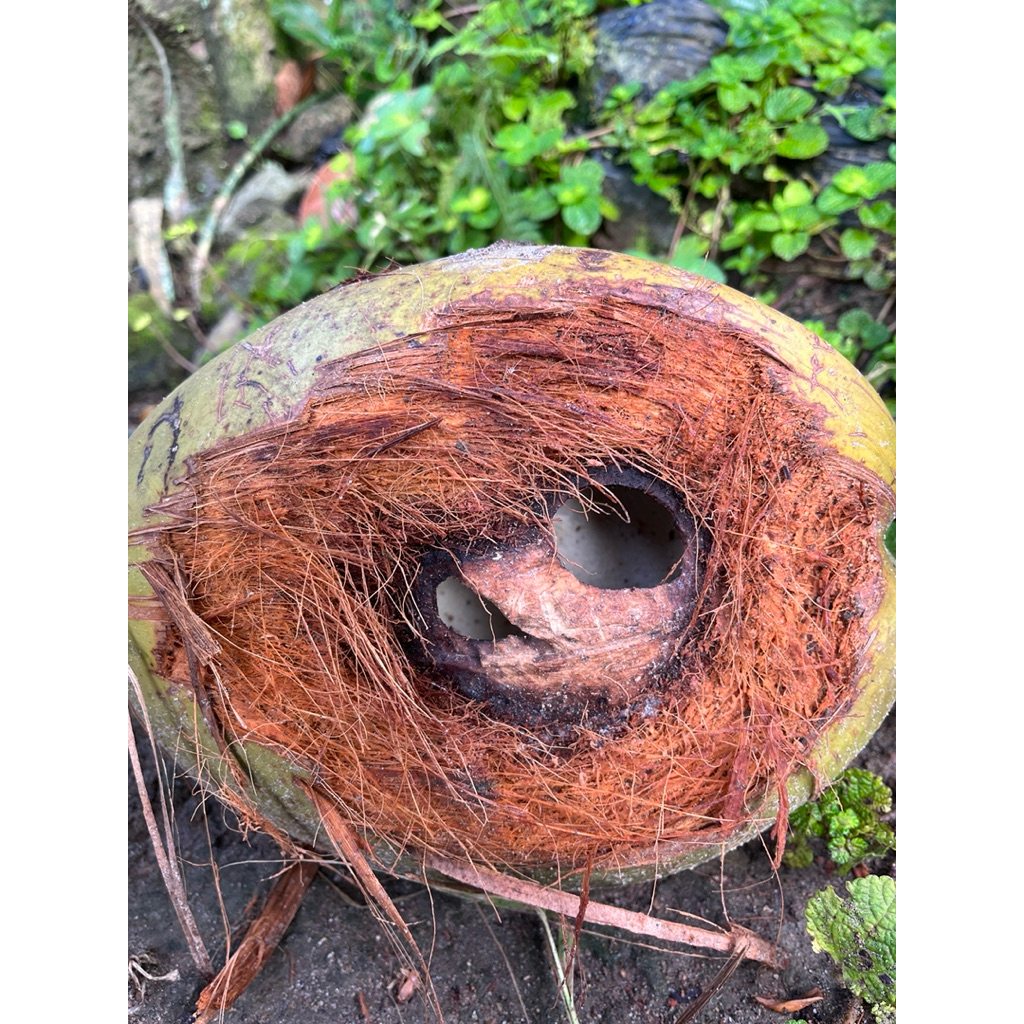 tempurung kelapa mistis lubang dua batok kelapa dimakan tupai