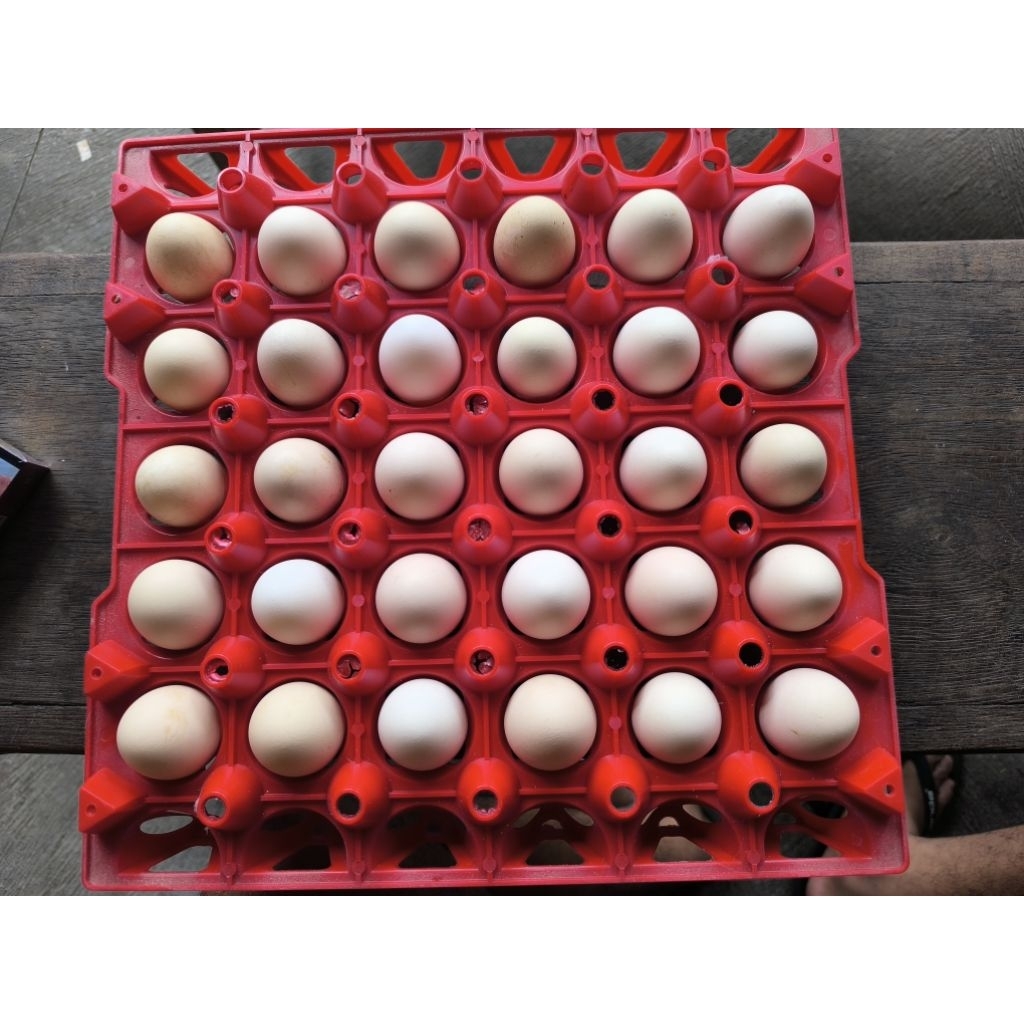 Telur ayam kampung ( ELBA )