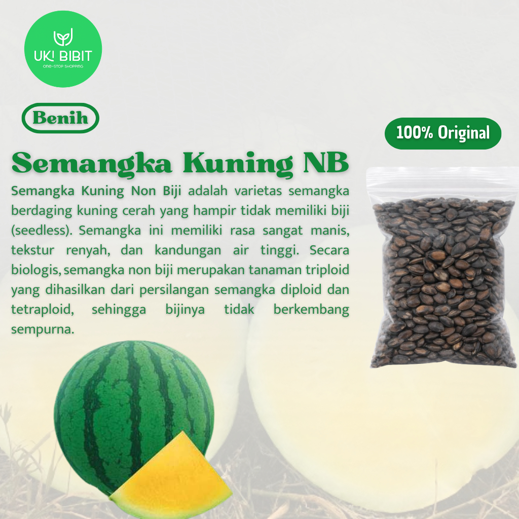 ( 5 Butir ) Benih Biji Semangka Kuning Non Biji | Semangka Kuning