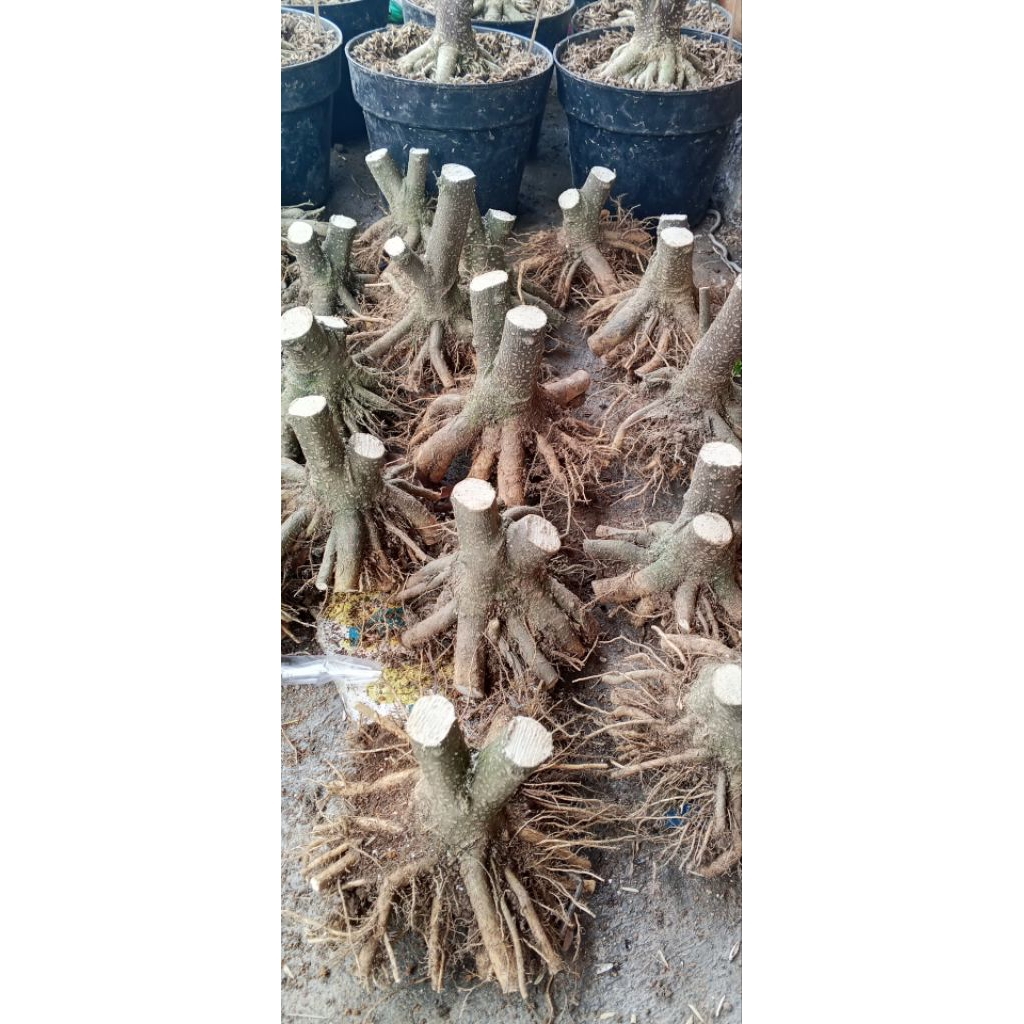 paket 4 bonggol anting putri