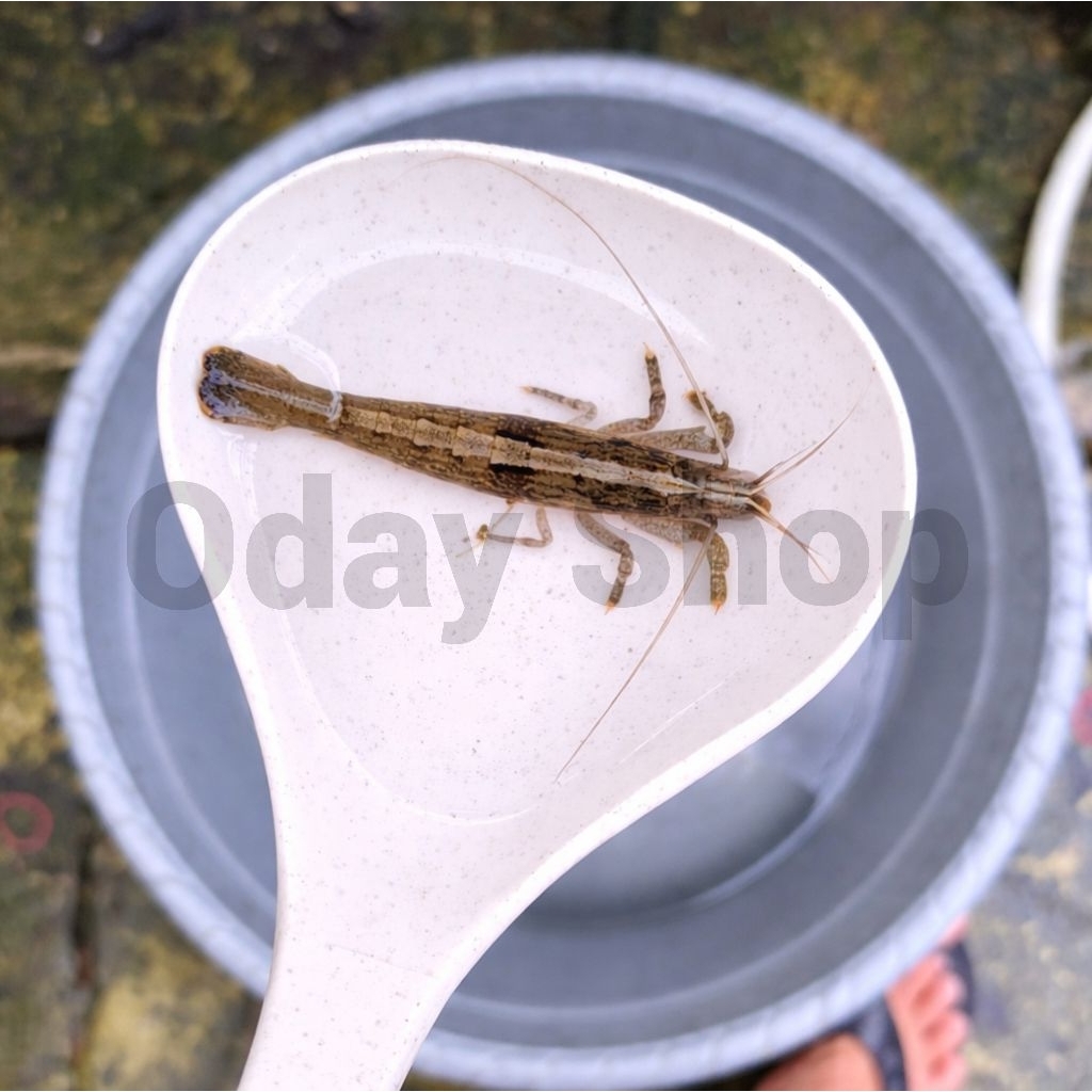 bambu/bamboo shrimp hiasan aquarium aquascape