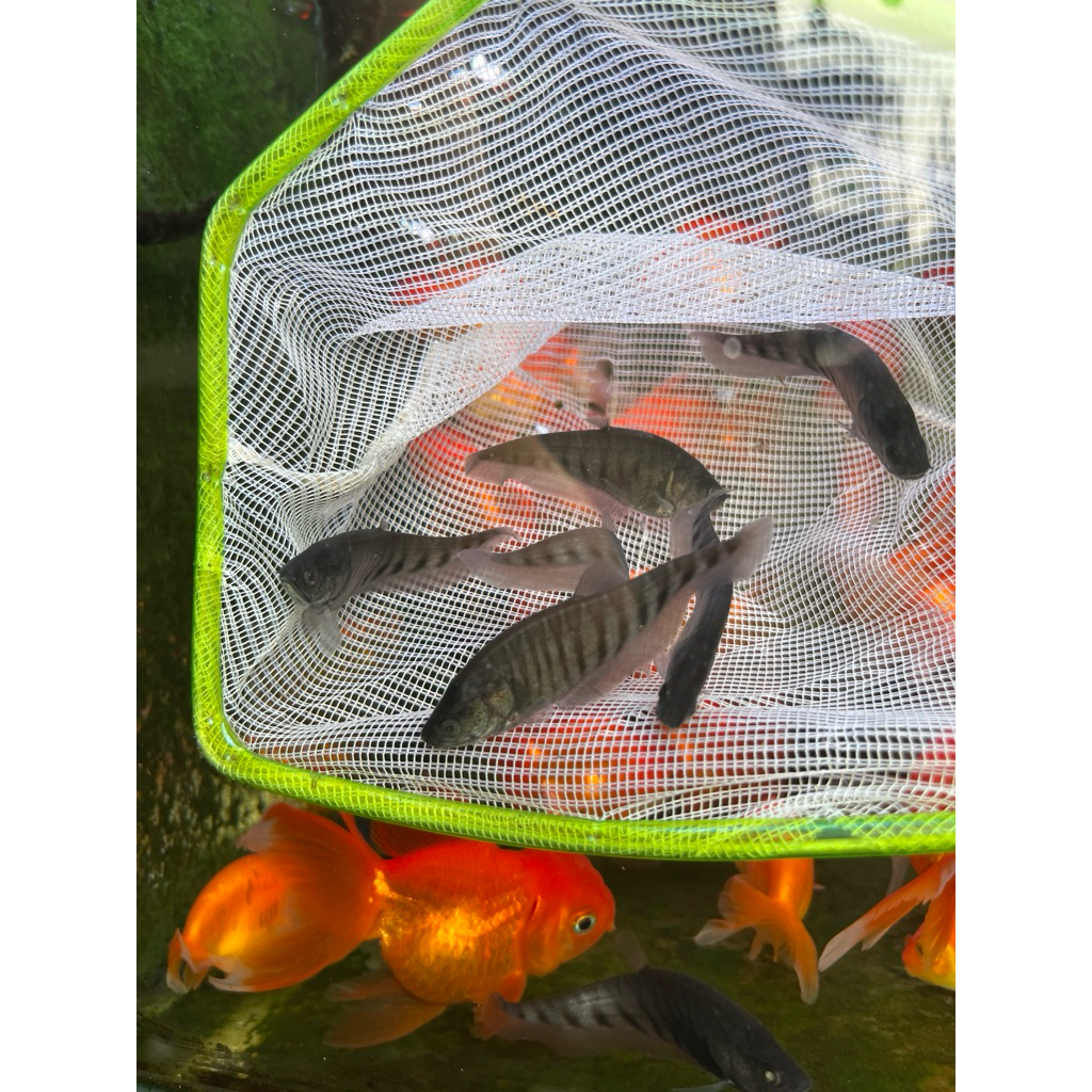 mainan hiasan Aquarium belida rare item/motir garis hitam