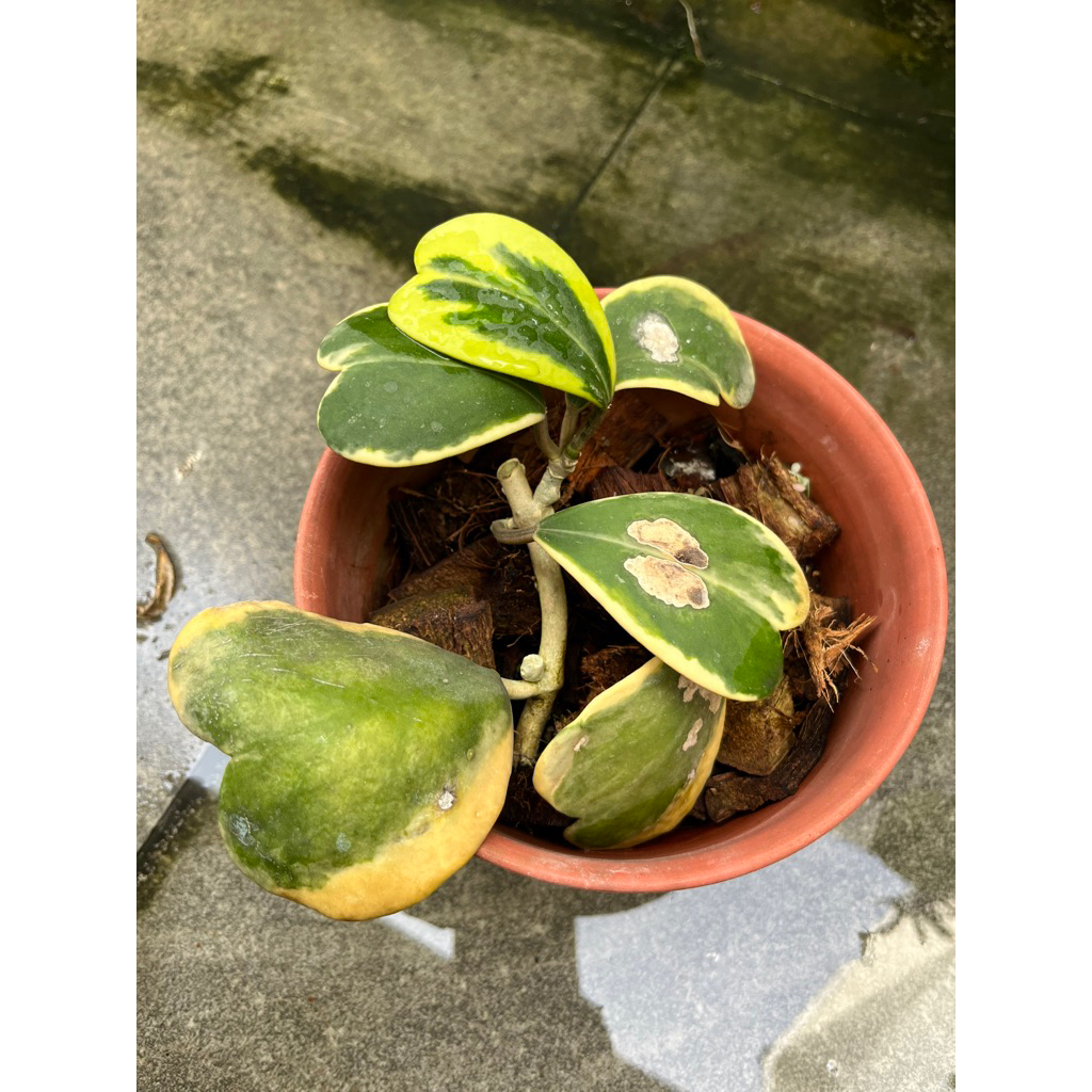 Tanaman Hias Hoya kerii Var rimbun