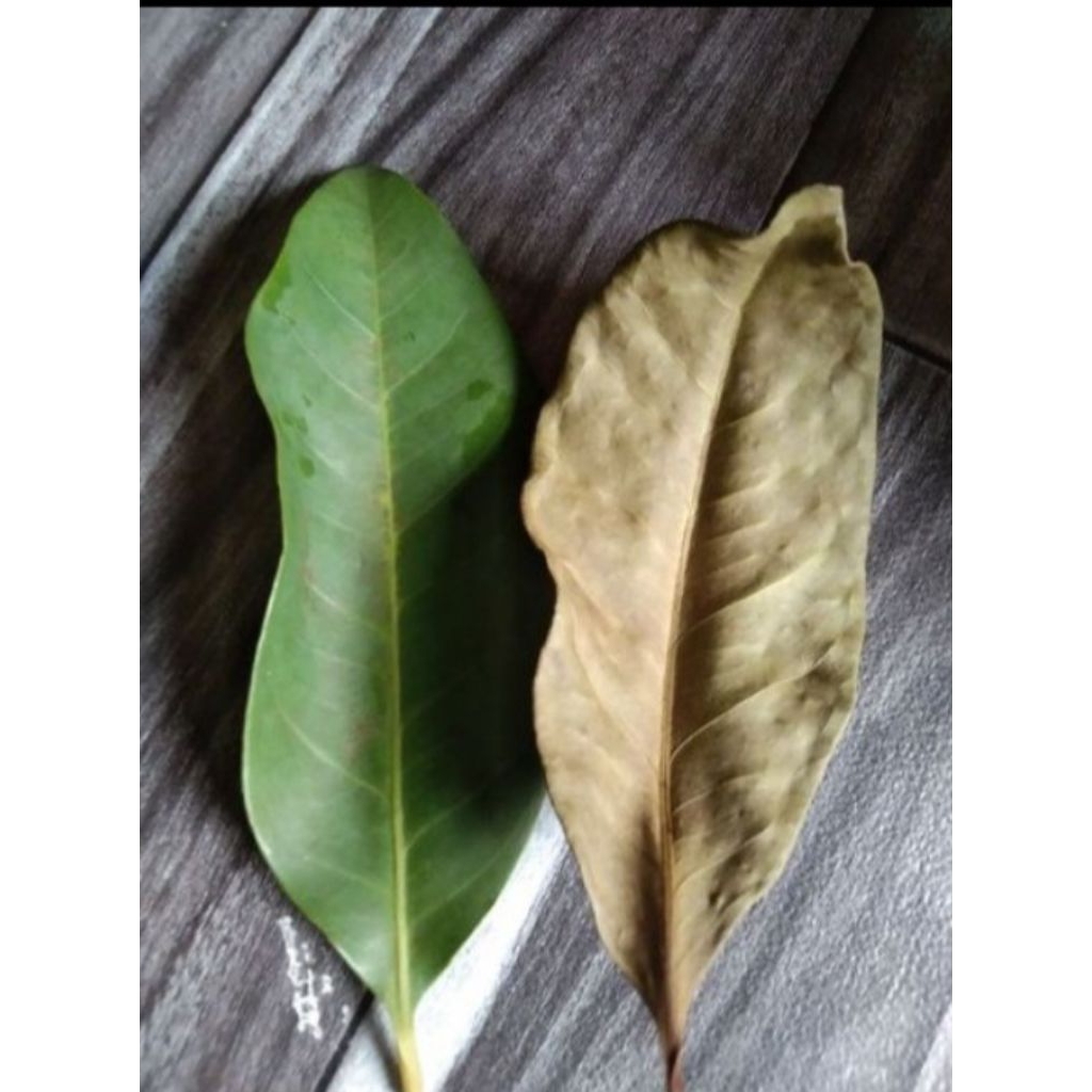 Daun salam Kering 50 g/Daun salam kering