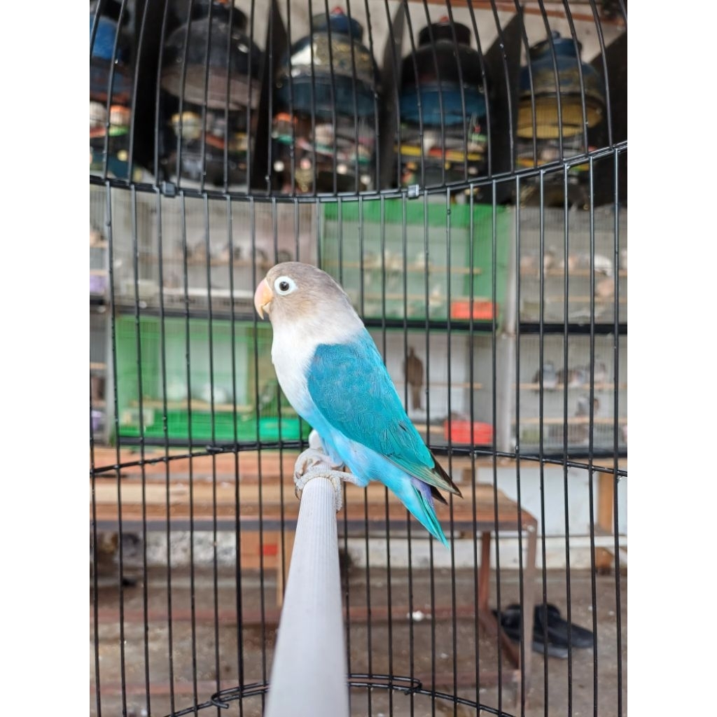 burung lovebird pas bir / pastel biru rajin bunyi