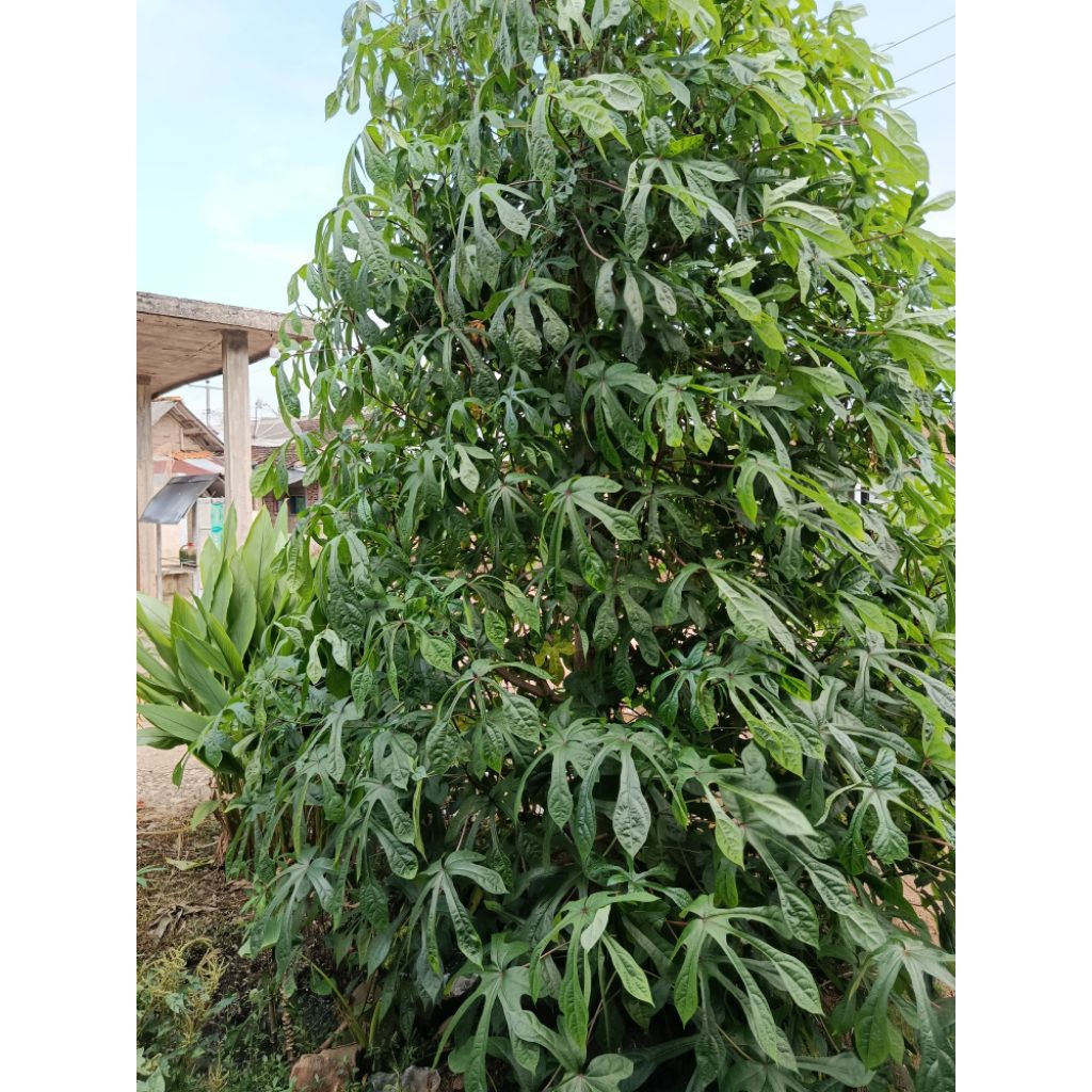 Bibit Singkong Papua