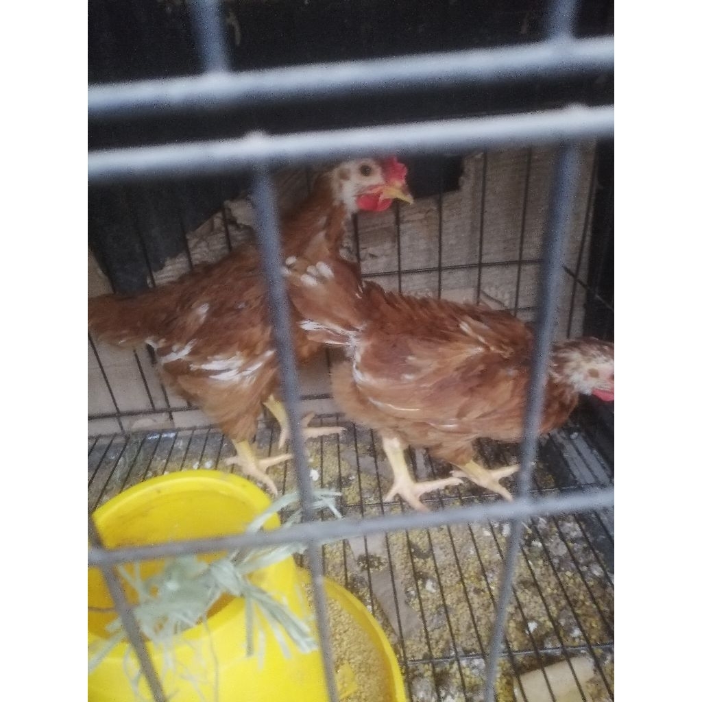 Ayam Petelur Umur 3 bulan
