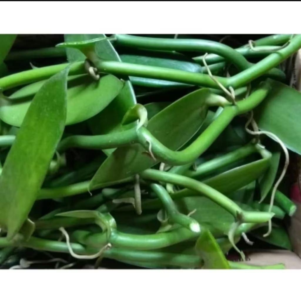 Bibit Stek Vanili Unggul Siap Tanam -Stek Vanili Vaneli