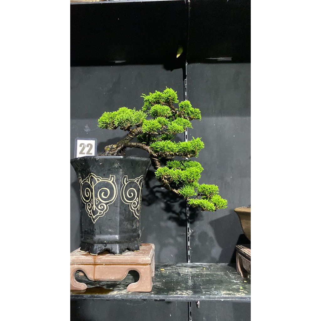 bonsai cemara sargenti