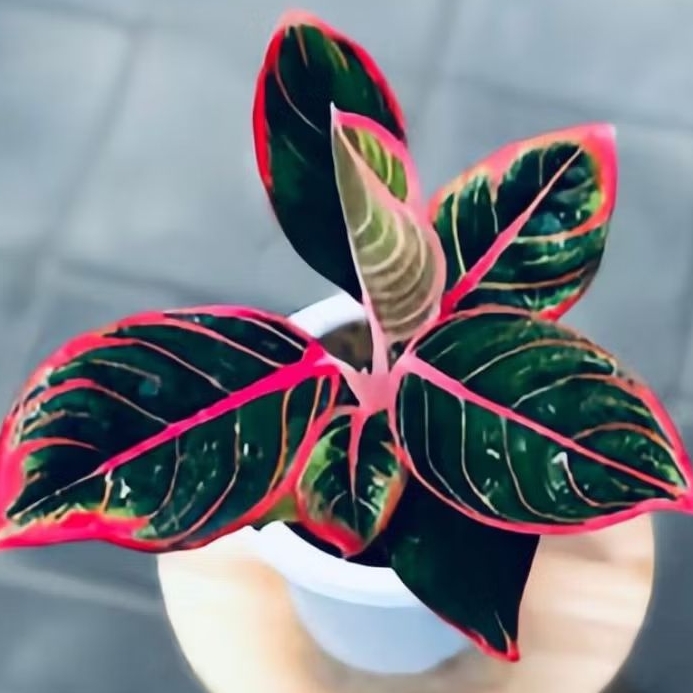 Bibit Tanaman Hias Aglaonema Kanza