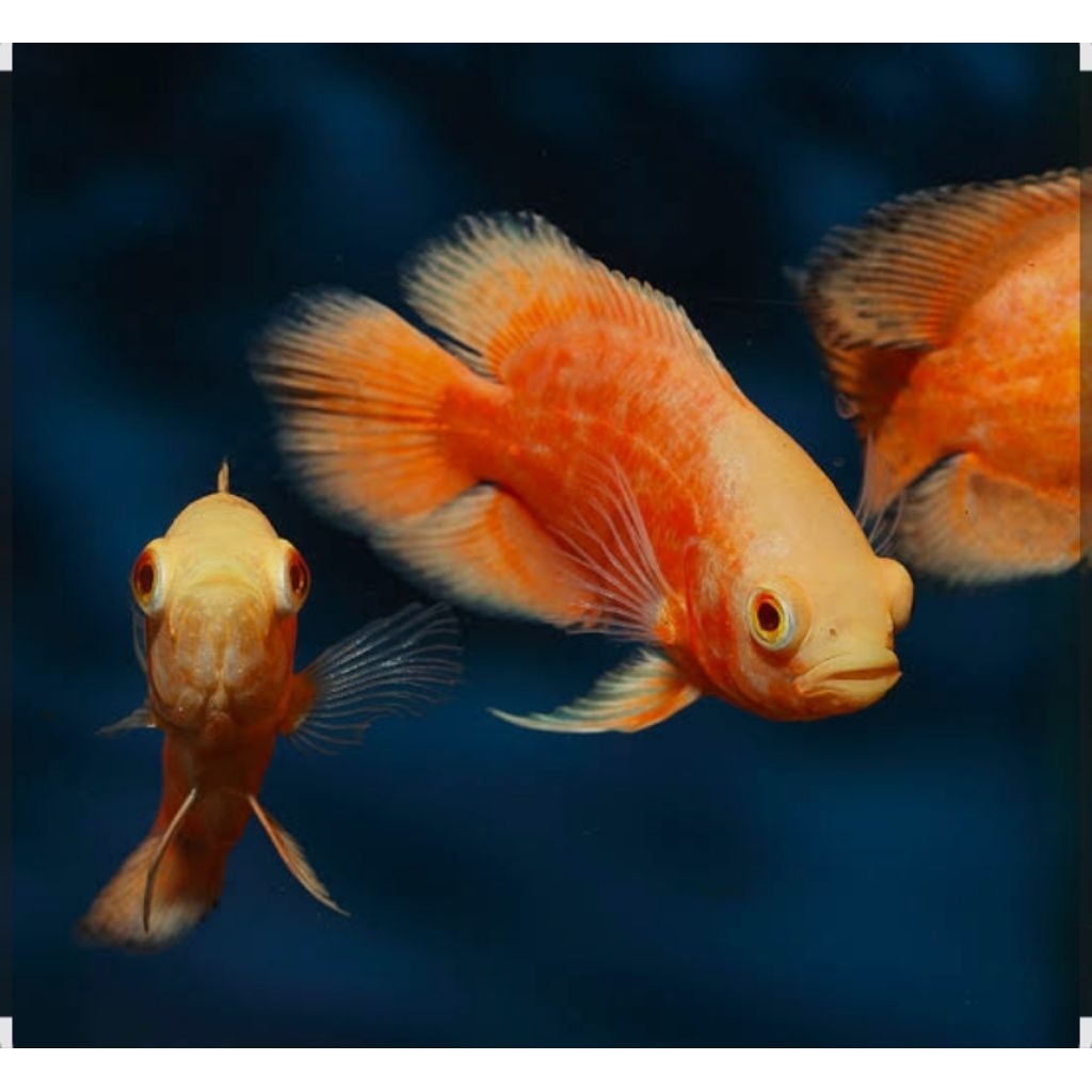 UNIQUE.PS-OSCAR ALBINO CHILLI RED 10-11CM