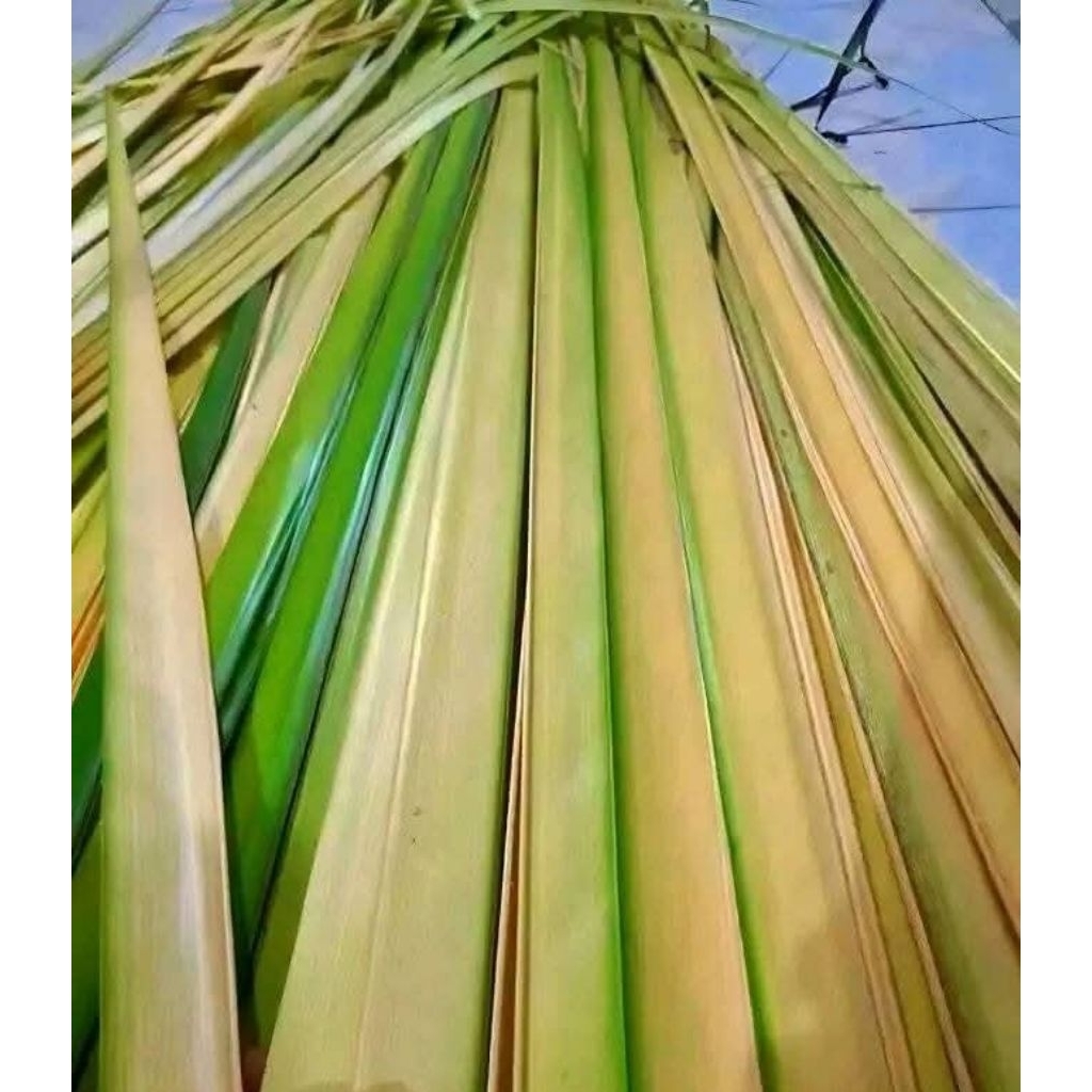 Janur Kuning / Daun Kelapa Muda / Untuk Bahan Ketupat