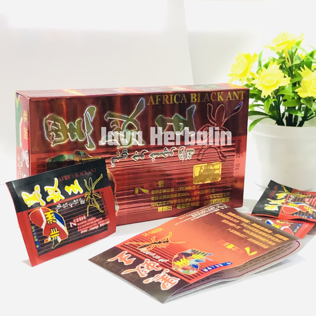 Africa black ant semut 9 original