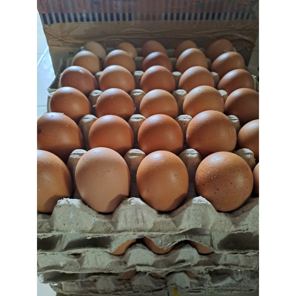 Telur Ayam Negeri Omega isi 10butir (Khusus luar Yogyakarta)