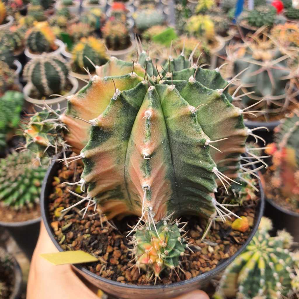 Indukan Motherplants Gymnocalycium Mihanovichii Hybrid Variegata BIG Size Jumbo Besar Tower Form