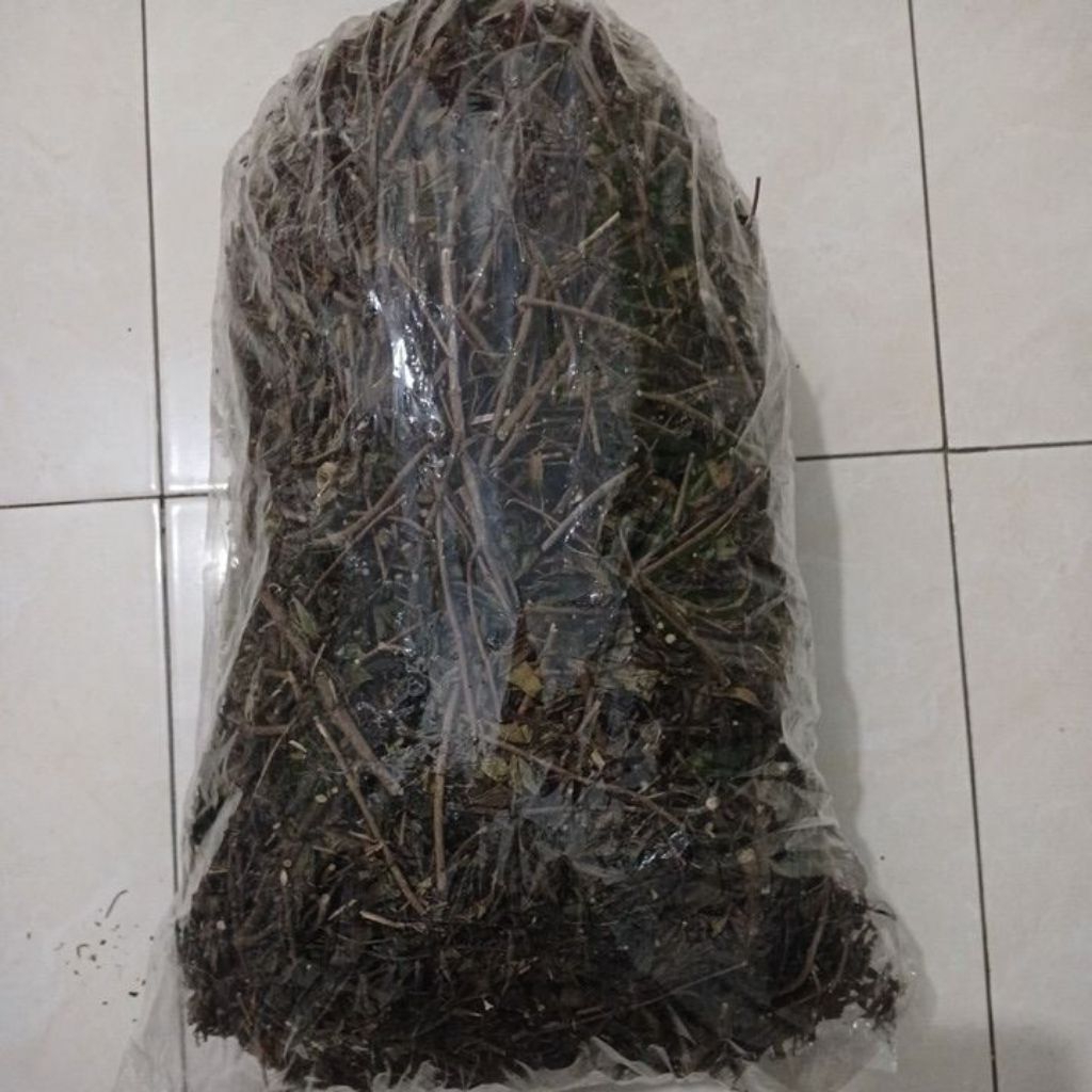 Kumis Kucing Kering 1 kg / Kumis Kucing Hutan Kering ( Batang Bulat )